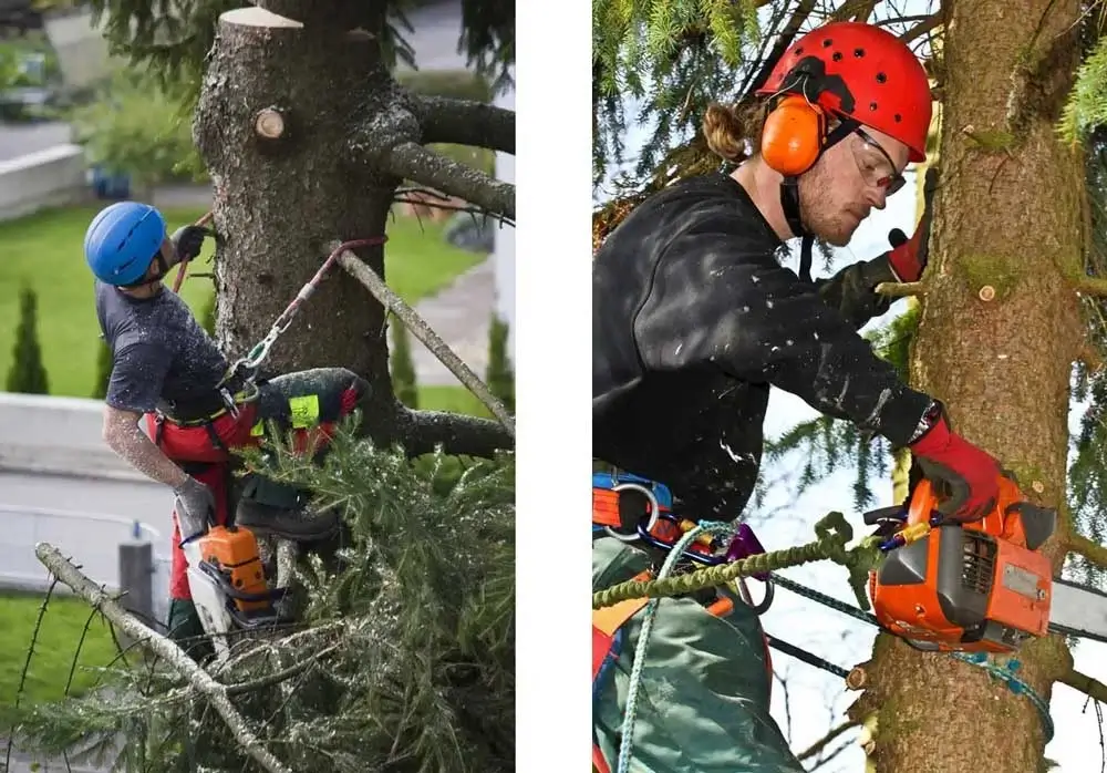 Tree Service Tree Service