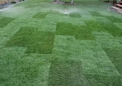 Amazing Landscaping Service