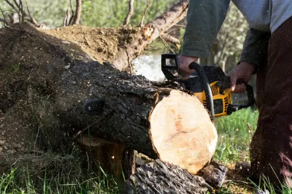 How To Remove Small Tree Stumps Wenatchee, WA