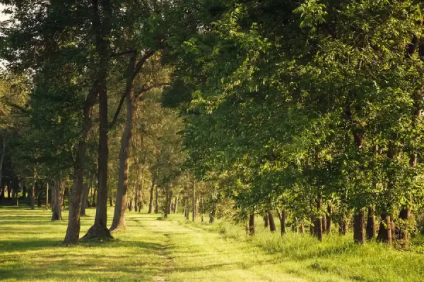 Affordable Tree Service in Wenatchee, WA Affordable Tree Service in Wenatchee, WA