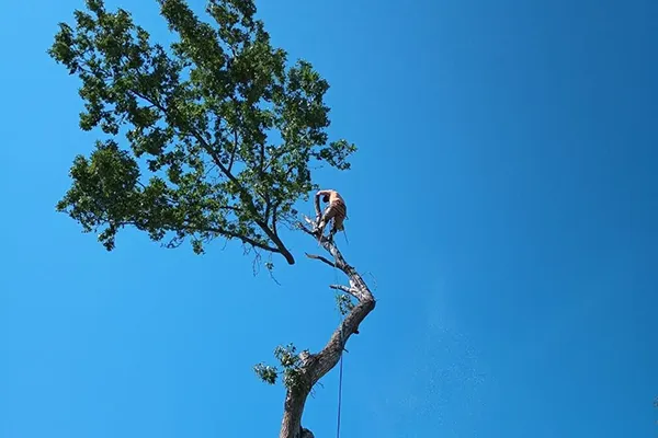 Tree Service